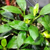 Анубіас Панголіно (Anubias "Pangolino")